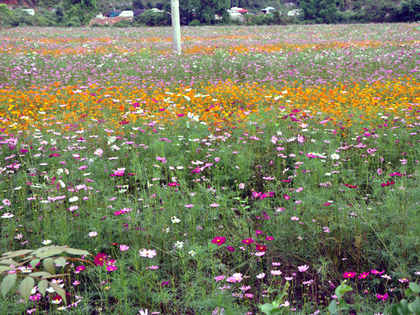 2014年5月23日阳朔的花2.JPG