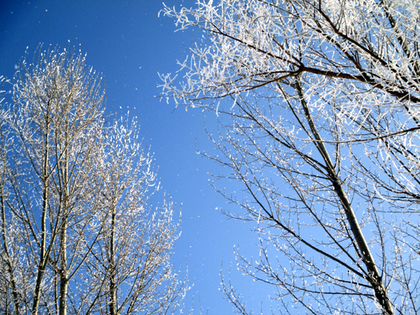 2015.1.15.樹氷の花0.JPG